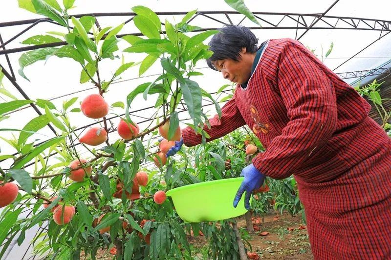 河北滦南大棚桃喜获丰收