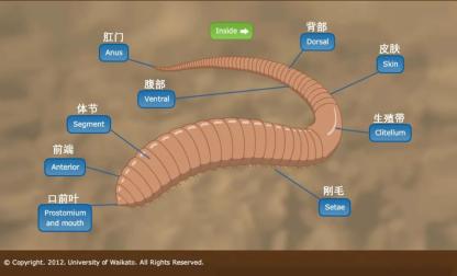 蚯蚓体内"五脏"俱全,高等动物该有的核心部件——脑,心脏,生