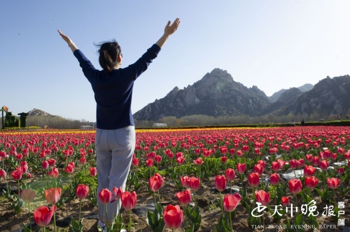 嵖岈山温泉小镇郁金香次第开放