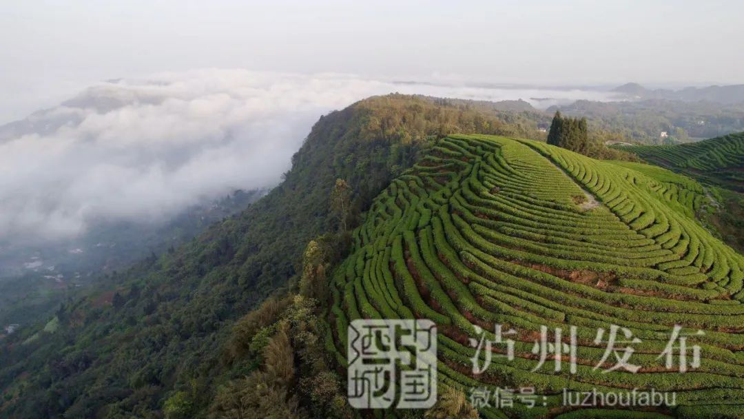 踏春去雨过天晴的泸州美爆了