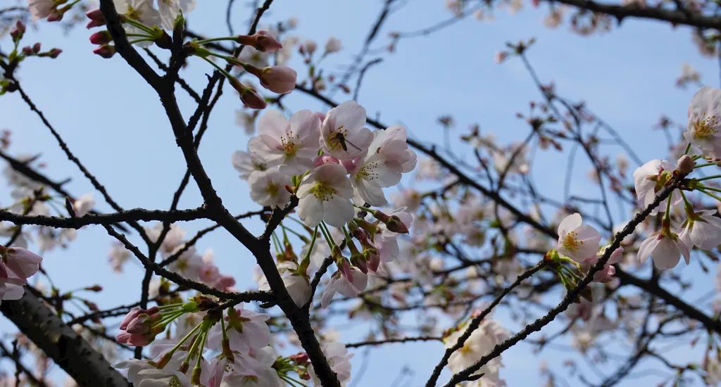 人和流溪湾丰华园 邀你共赴"樱花之约"