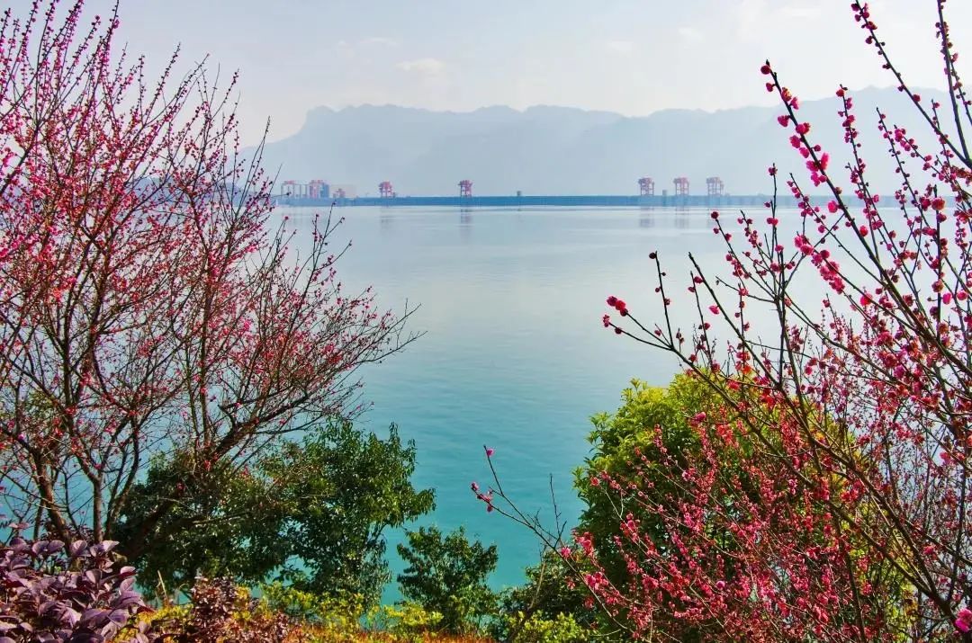 春风一丝 暖阳一缕 甘霖一场 唤起了勃勃生机 三峡的春日图景