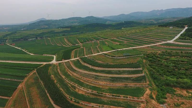 在南墅镇通过对荒山丘陵进行土地综合整治与生态修复推进乡村振兴的一