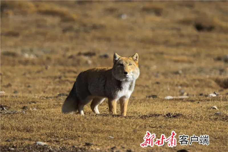 祁连山国家公园甘肃省管理局张掖分局持续开展雪豹等珍稀野生动物监测