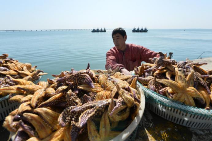 海星大举入侵胶州湾!何以疯狂至此