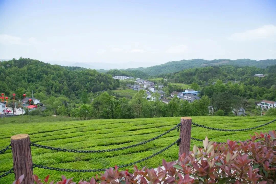 风月无边,茶事正好丨去宜昌这些『茶园』,把春天"一饮