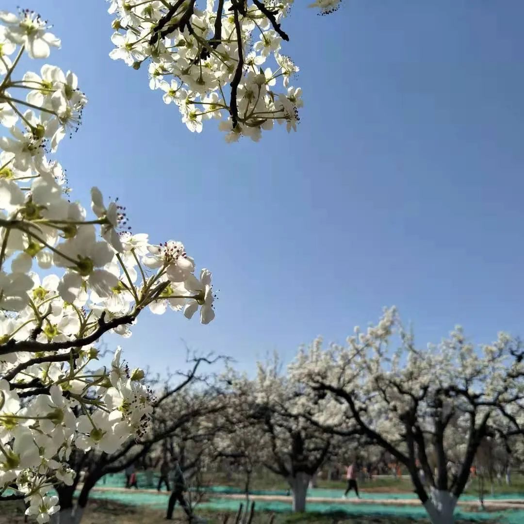 才能不负春光哦~ 赏花地址 邯山区梨园(邯山区政府对面) 赏花路线 市