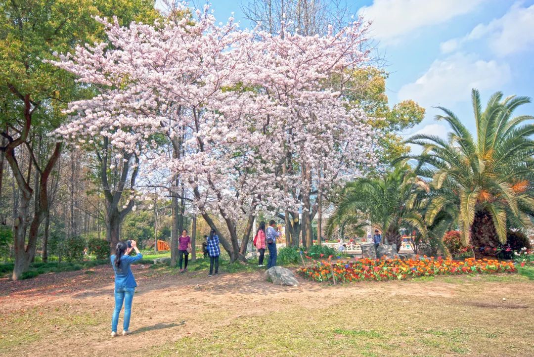 上海植物园发布2021赏樱攻略,火速收藏