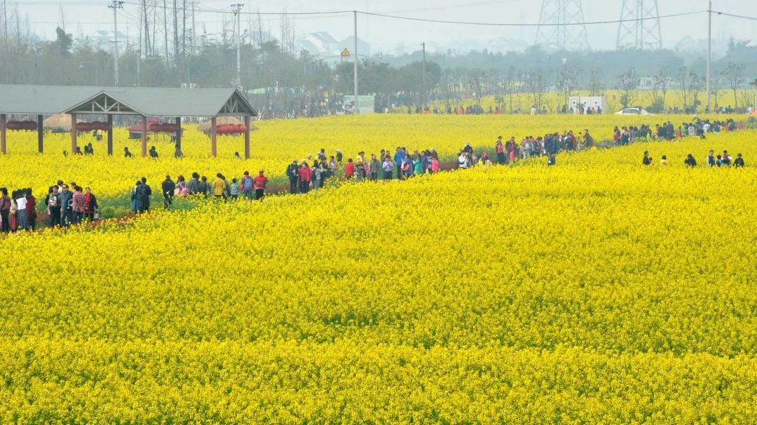 油菜花已进入最佳观赏期!走,踏青去