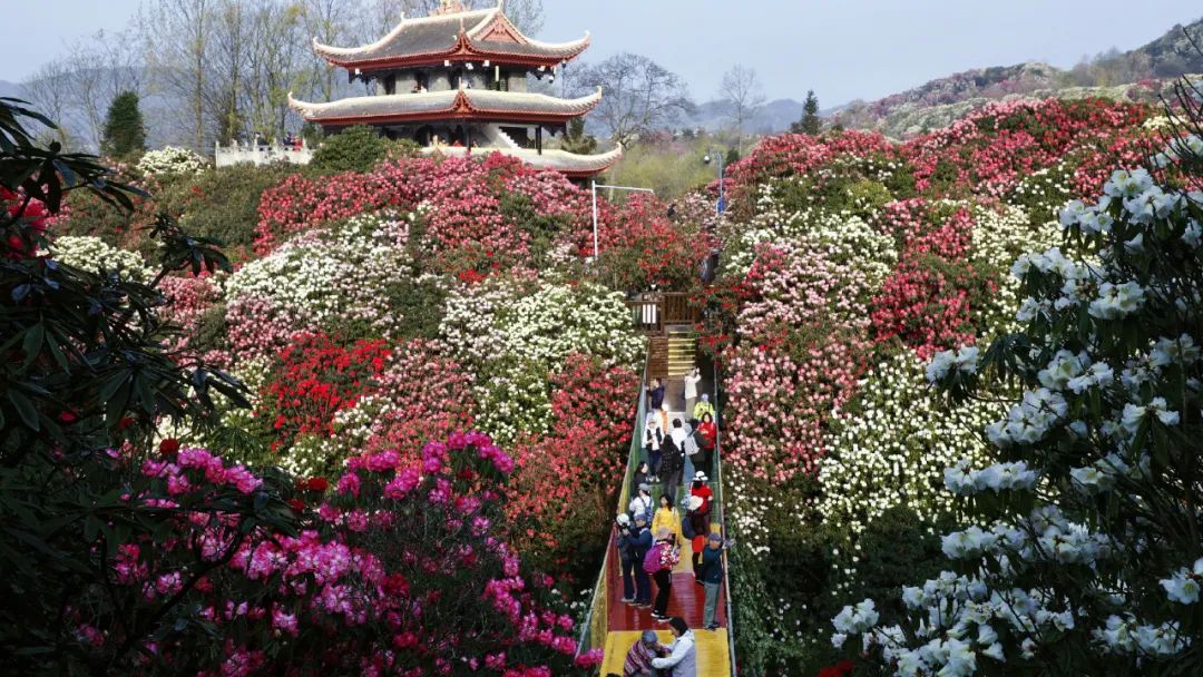 正值盛花期的百里杜鹃 摄/党云丽 推荐理由:贵州春季百花绽放,百里