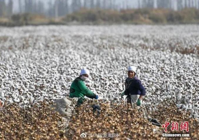 纯白无瑕的新疆棉花不容抹黑玷污