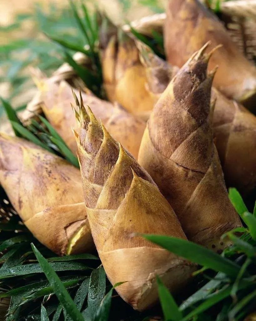 笋体在地下,笋头把黄泥拱出小包,吃口最是鲜嫩.