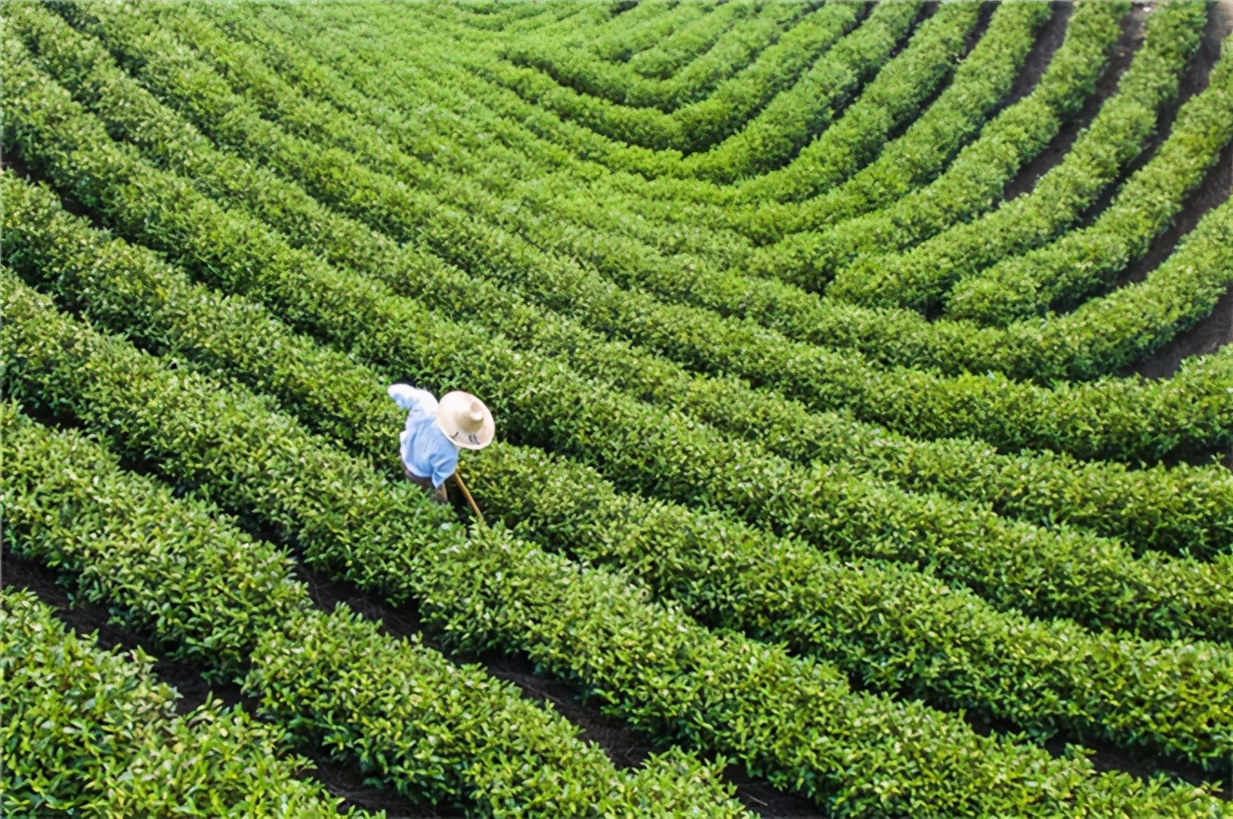 溪龙万亩白茶园,龙王山茶叶东坞林茶山,安吉宋茗茶博园,大山坞茶园等