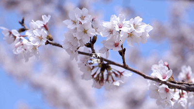 春天去人民广场樱花树下走一走, 仿佛已经成了潍坊人的一个习惯.
