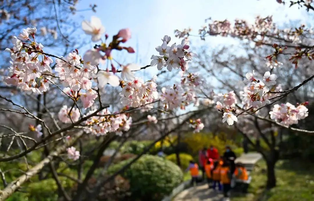 图片来源:徐州市文广旅局官微阳春三月徐州彭祖园里的樱花初现娇容