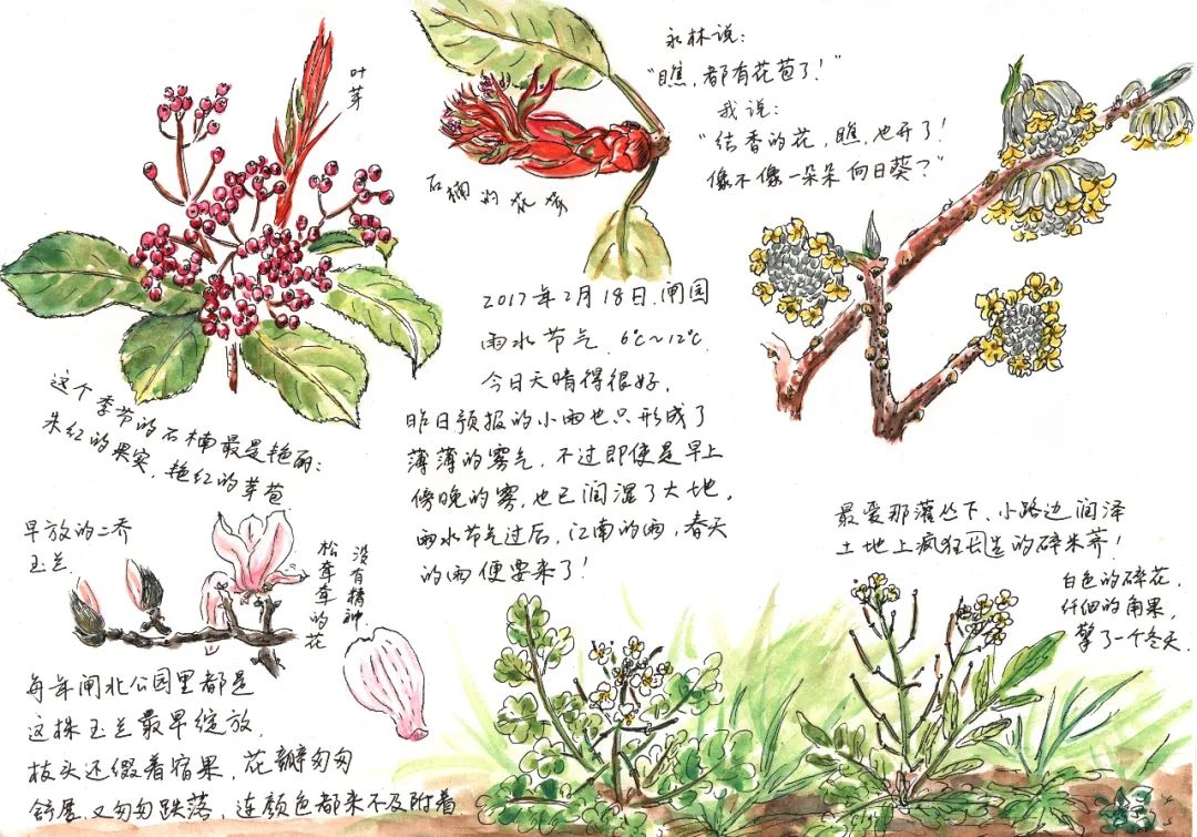 本活动为上海植物园线上自然笔记大赛,笔记主角为本届花展主题花