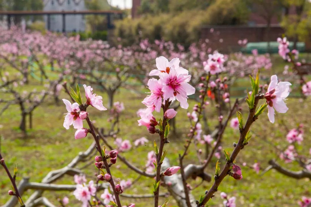 这个镇桃花美,乡村更美