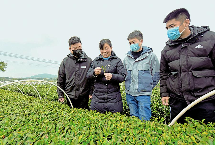 3月11日中午,在大悟县河口镇金墩村的茶园基地里,一位穿