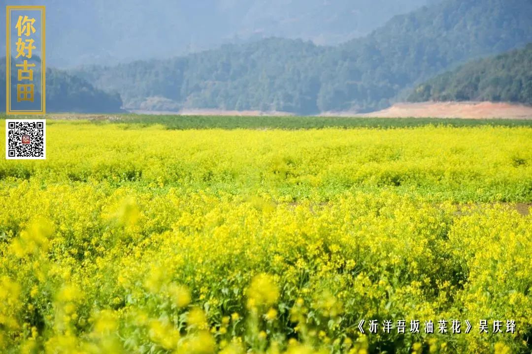 大桥镇沂洋村位于古田县翠屏湖正东面,是大桥镇食用菌主产区之一,古政
