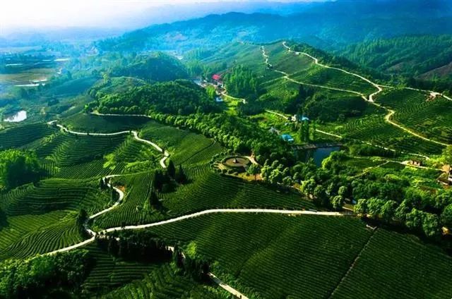 谷城五山玉皇茶园地址:咸宁市赤壁市赵李桥镇,茶庵岭镇作为茶马古道的