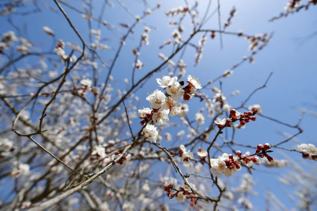 沙尘天气又来了,宁夏部分地区还有大风、轻霜冻!(最新发布)