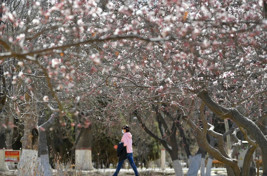 沙尘天气又来了,宁夏部分地区还有大风、轻霜冻!(最新发布)
