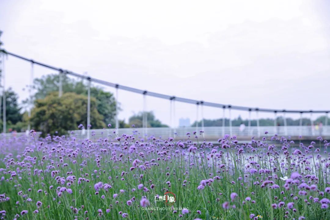 花海图/广州印象更显娇俏可爱蜜蜂在其间忙着采蜜如同精致的小绣球层