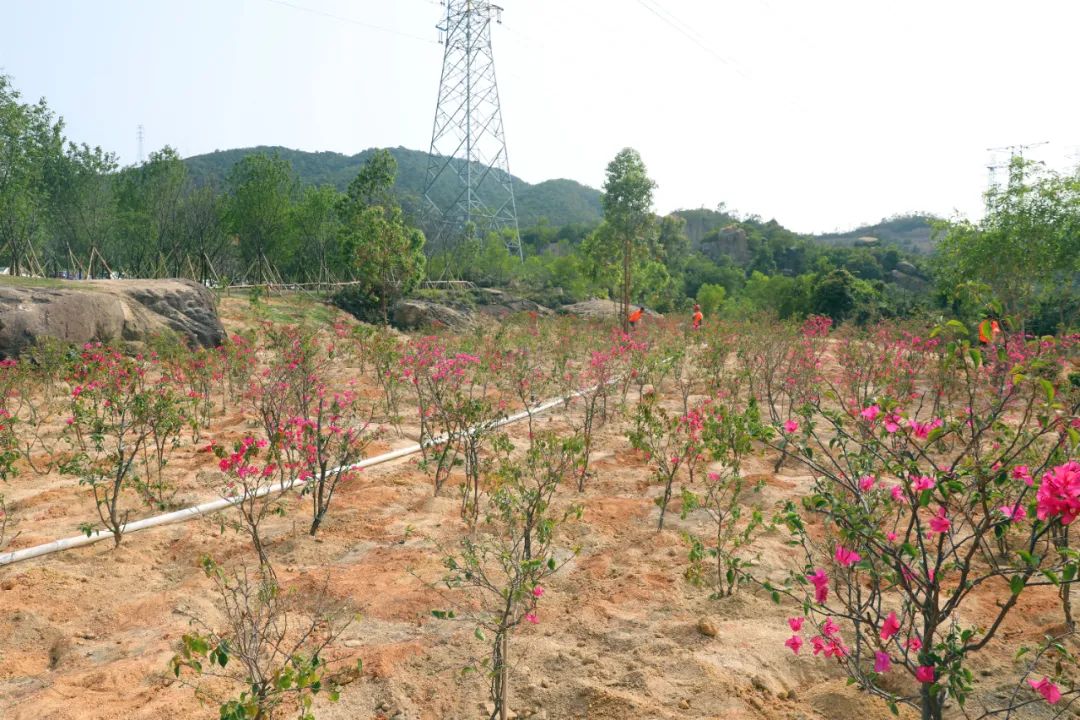 三灶镇义务植树造美景观音山再添新绿