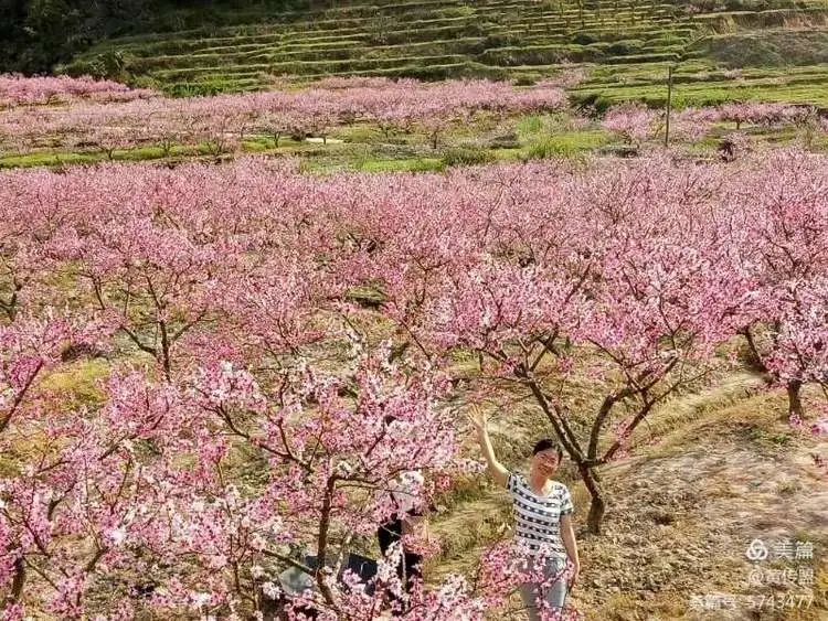 古田县诗联美篇春风十里桃花醉