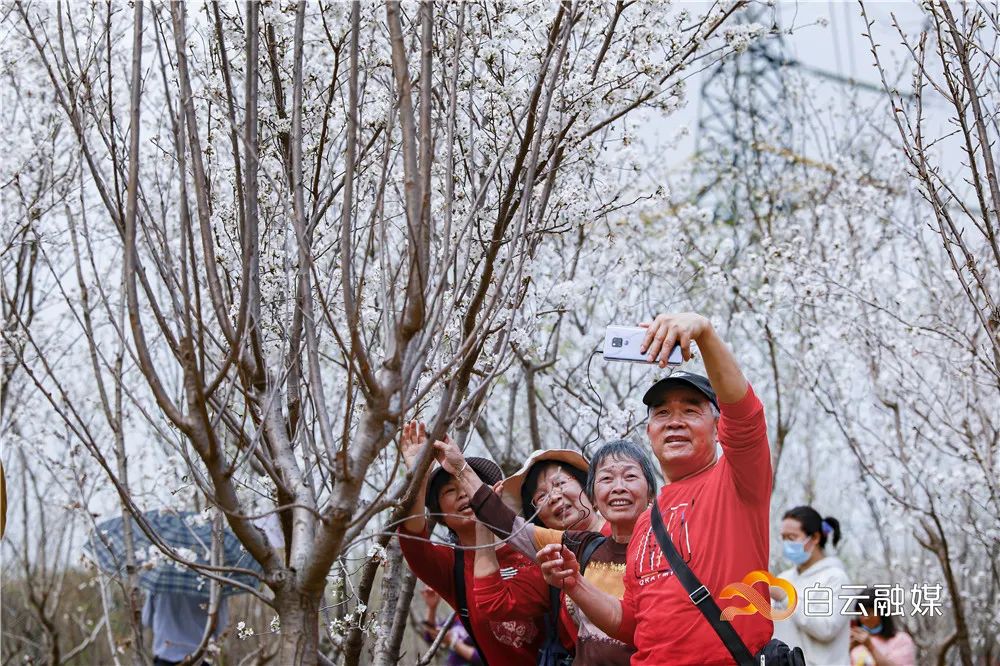 丰华园樱花节,约吗?免费送门票!
