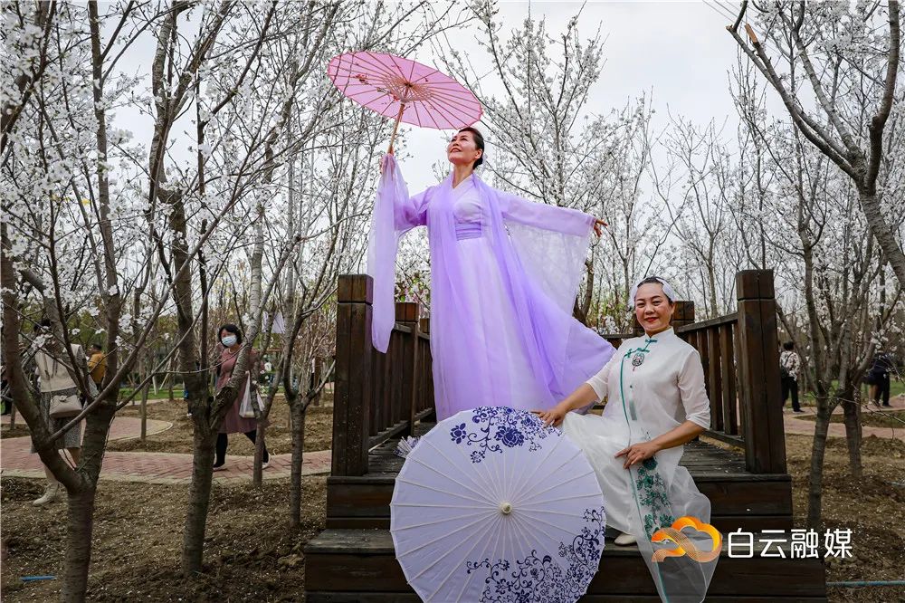 丰华园樱花节,约吗?免费送门票!