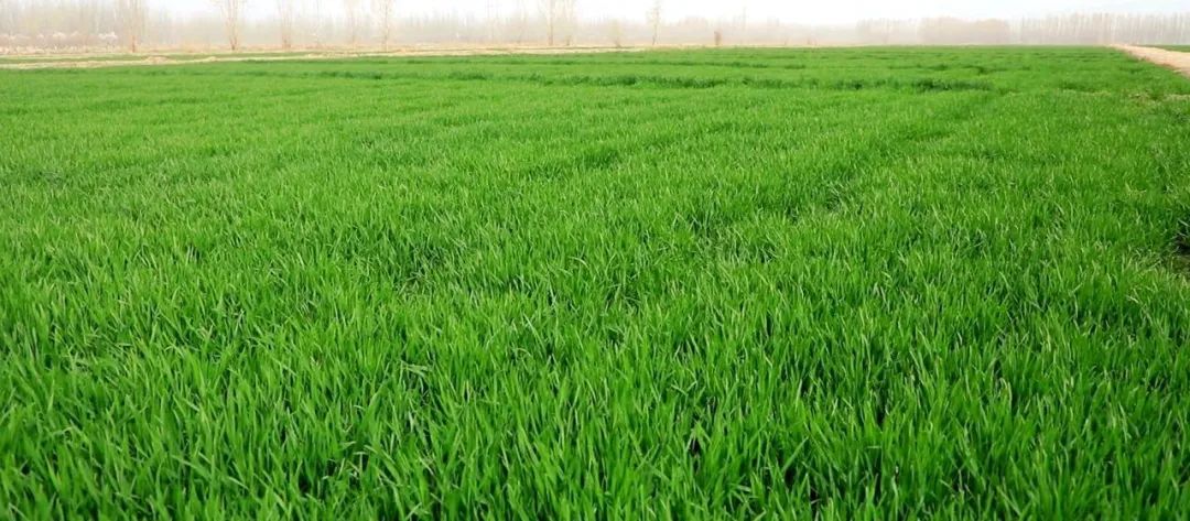 加强小麦春季管理确保夏粮丰产丰收