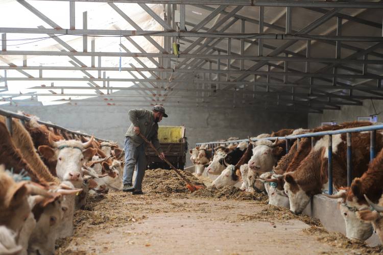 扎鲁特旗:加快畜牧业发展 增加农牧民收入