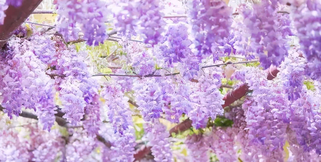 藤,开花了~美过司藤