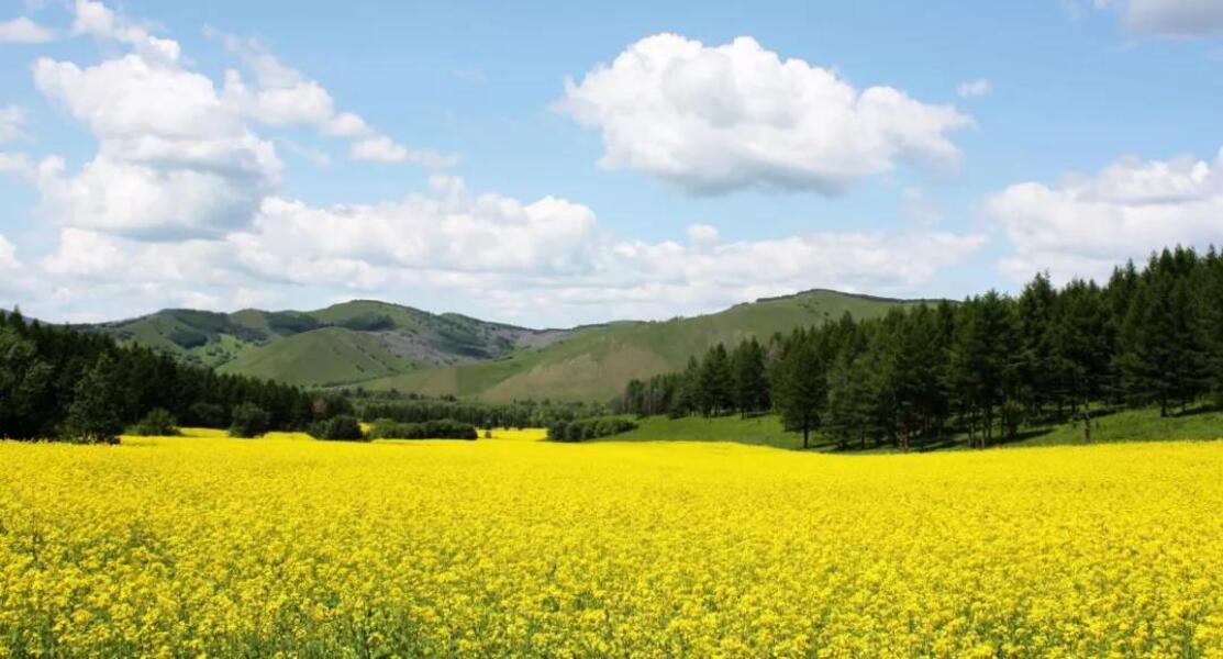 西口村周边山上及村街巷道杏花,杜鹃花,沙果花,韭菜花,油菜花等相继