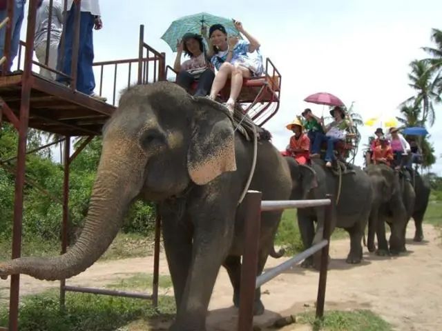 很多年来,在泰国的旅游业中,骑大象和看大象表演都是备受游客青睐的