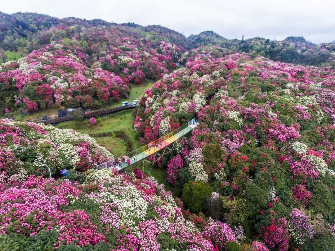 清明预测:百里杜鹃成全国最"热"自驾赏花景区