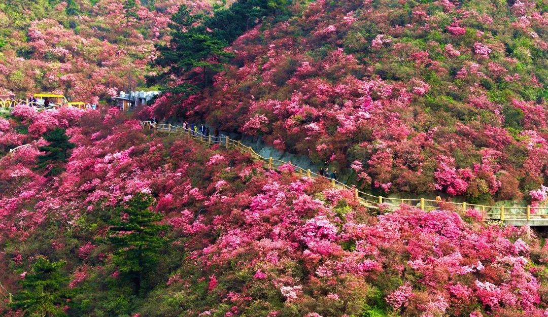 湖北省春季十大赏花游之"三春三月映山红,彩云霞间杜鹃游"!