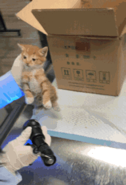 小猫咪能有什么坏心思呢