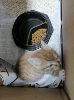 小猫咪能有什么坏心思呢