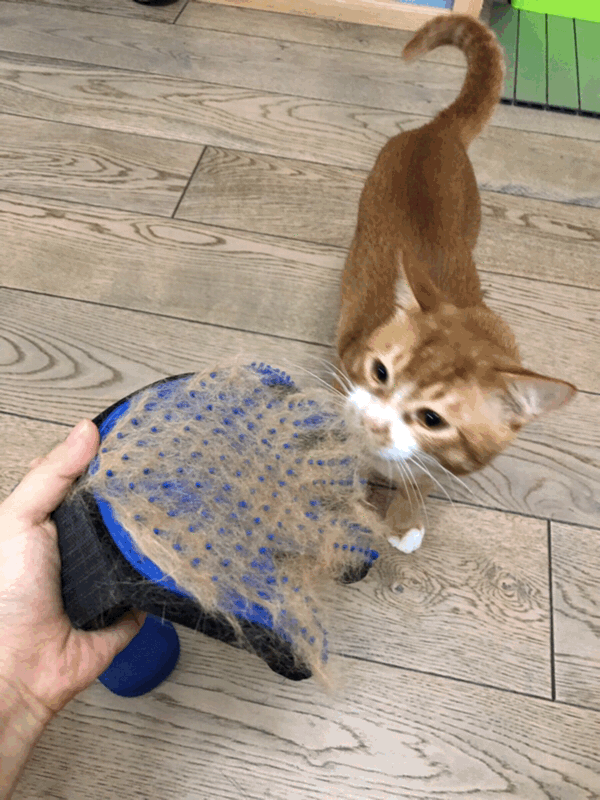 小猫咪能有什么坏心思呢
