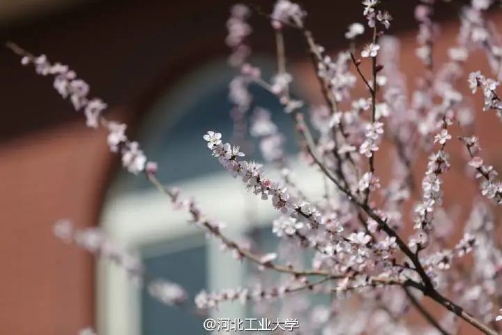 燕山大学 柔风渐暖,草木欣然! 河北工程大学