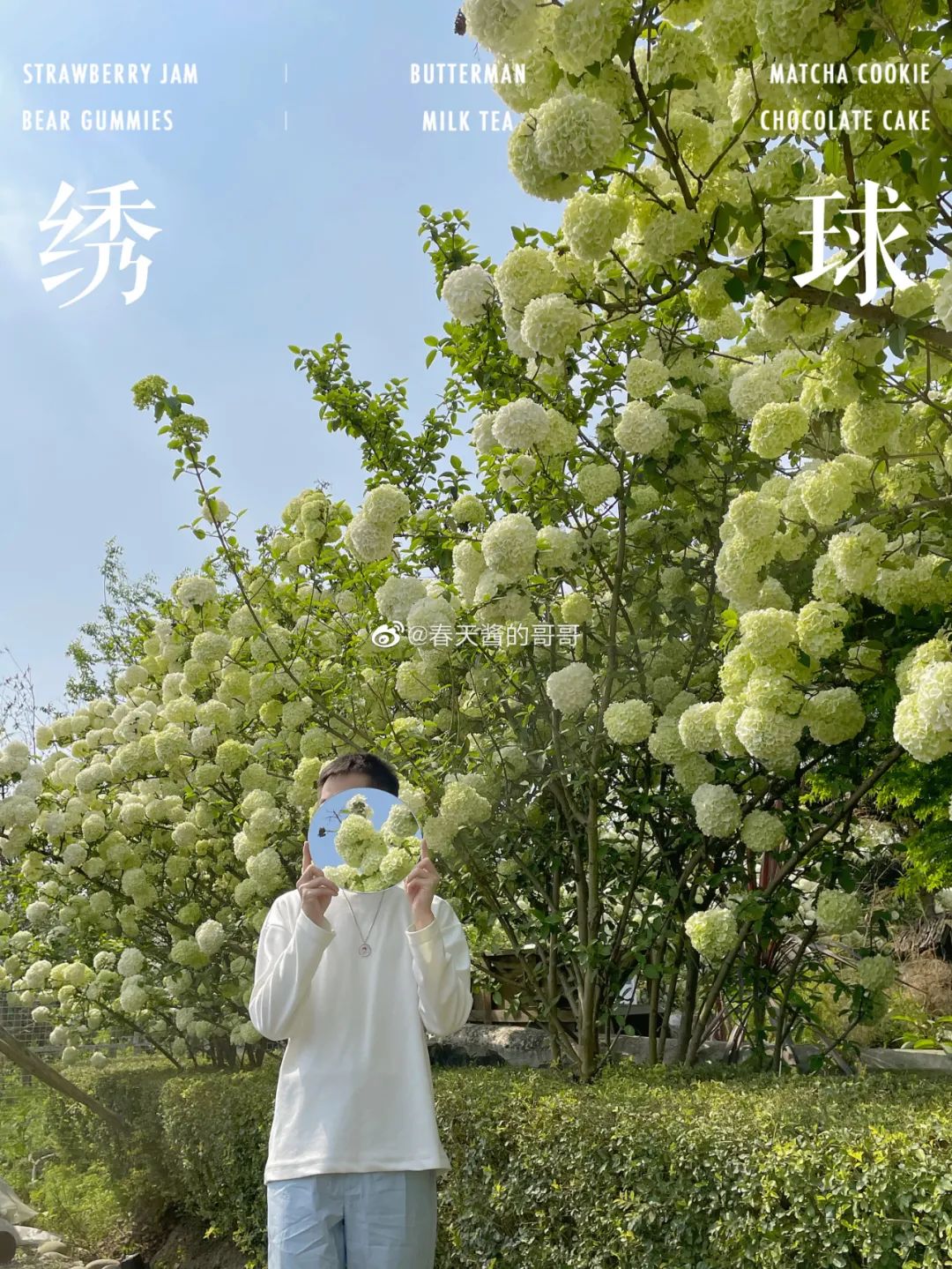 木绣球花开,成都美美美美极了!