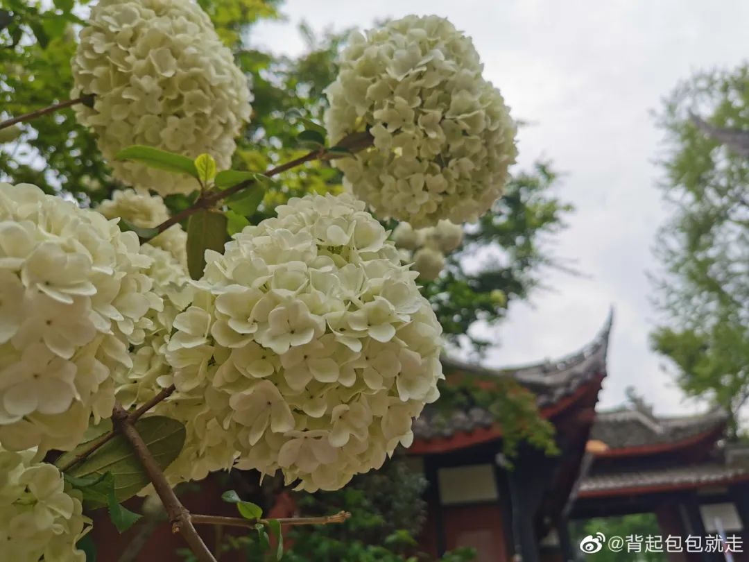 木绣球花开,成都美美美美极了!