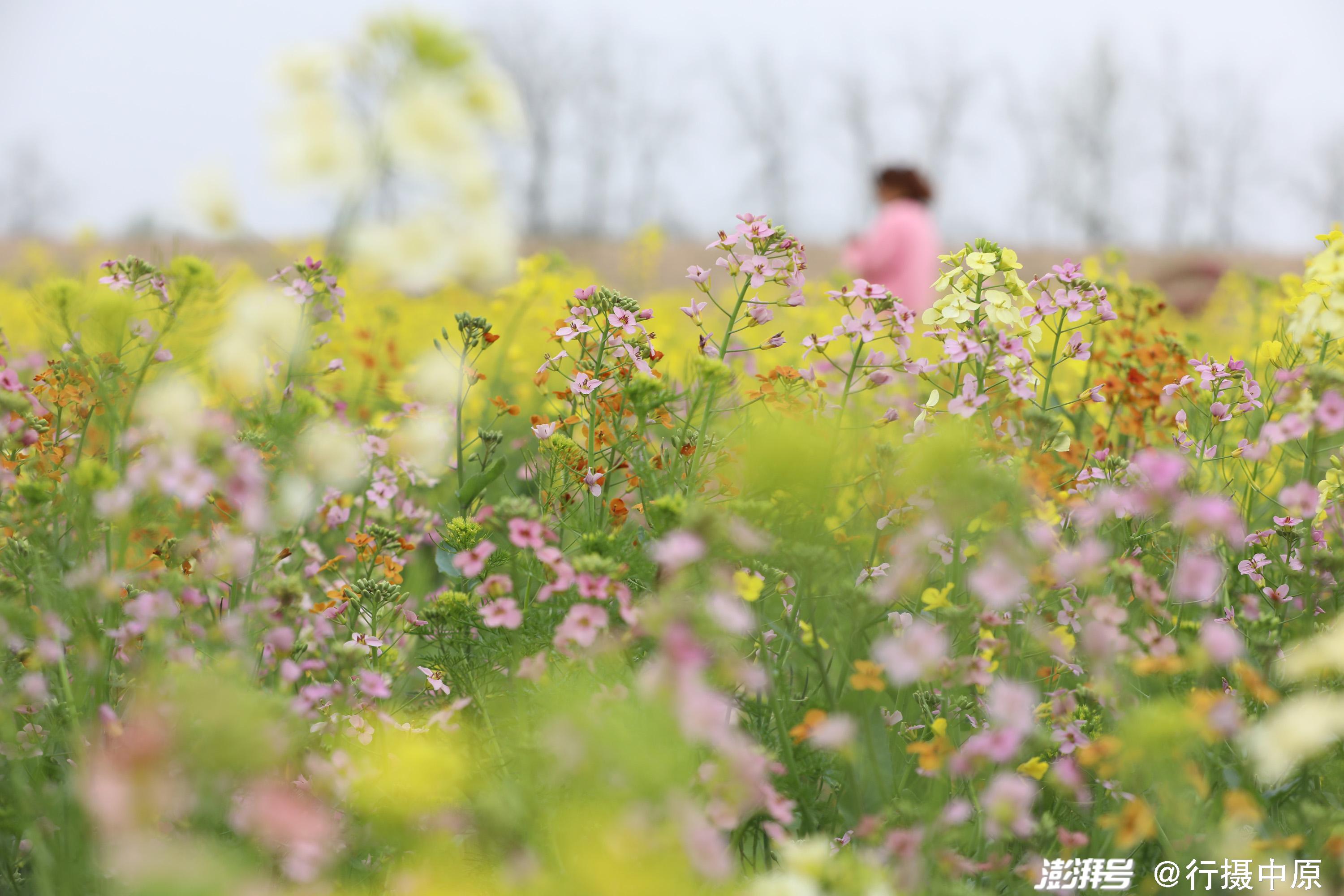 3月31日,游客在河南省焦作市温县黄河滩区油菜花海间赏花拍照.