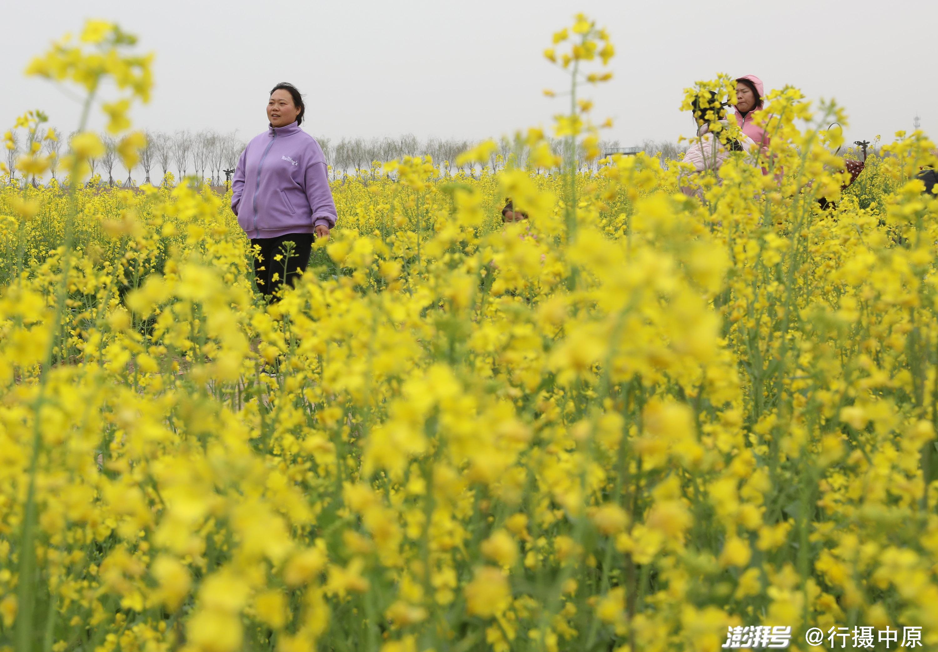 3月31日,游客在河南省焦作市温县黄河滩区油菜花海间赏花拍照.