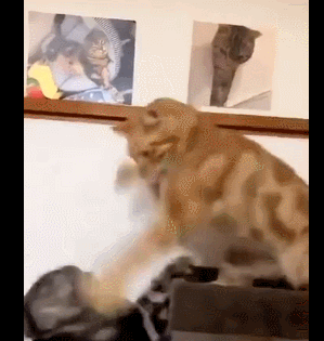 有多少铲屎官正在怀疑猫会咏春?