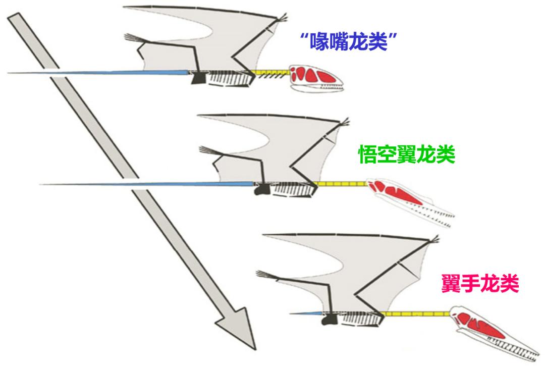 在发现"悟空翼龙"之前,翼龙可以分成两大类 汪筱林团队供图在发现"