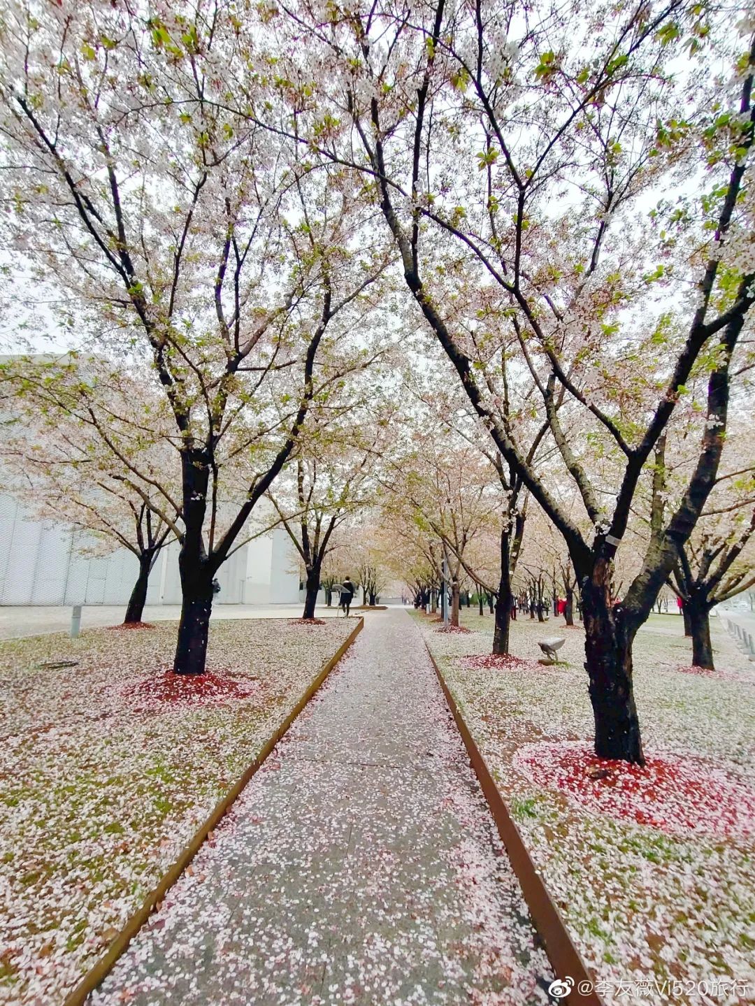 终于等到你今年最后一场樱花雨