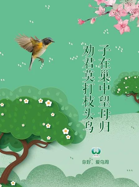 【普法】生态司法 | 爱鸟周特辑:春暖花开季 守护飞羽